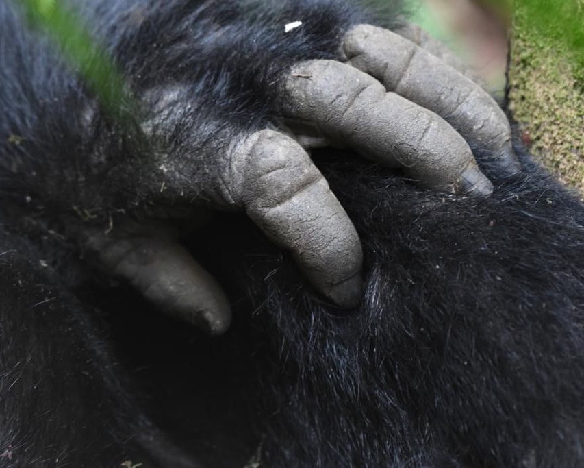 Gorilla trekking