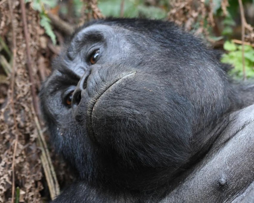 Gorilla Trekking 
