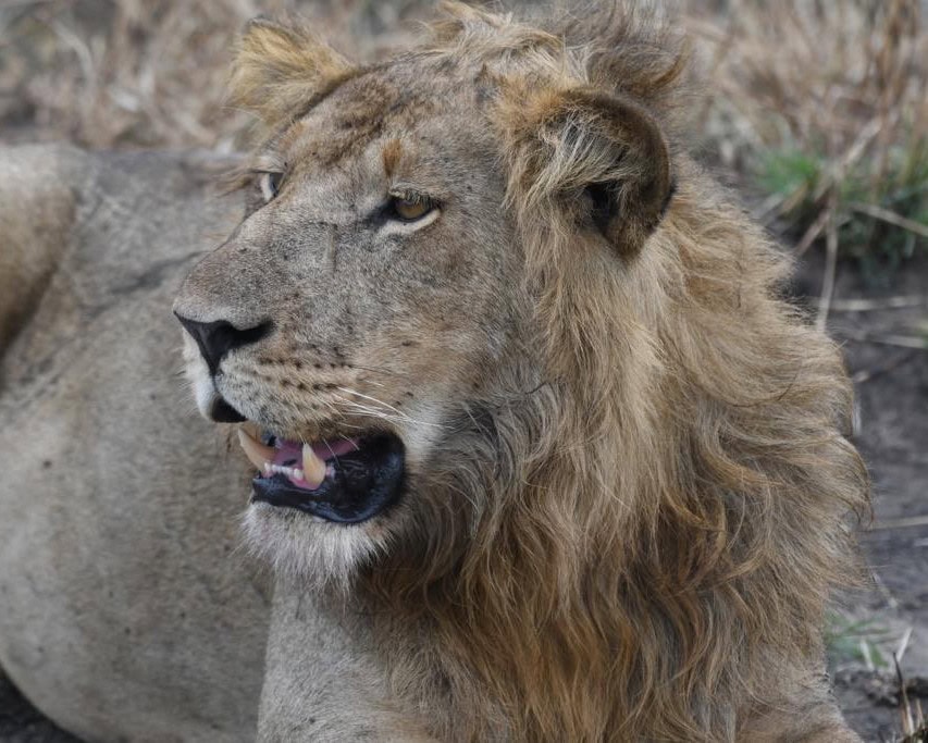 lion