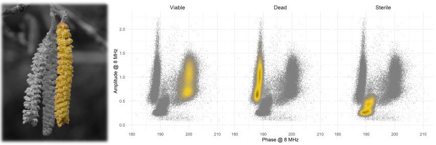 An illustration showing hazelnut pollen phenotyping results