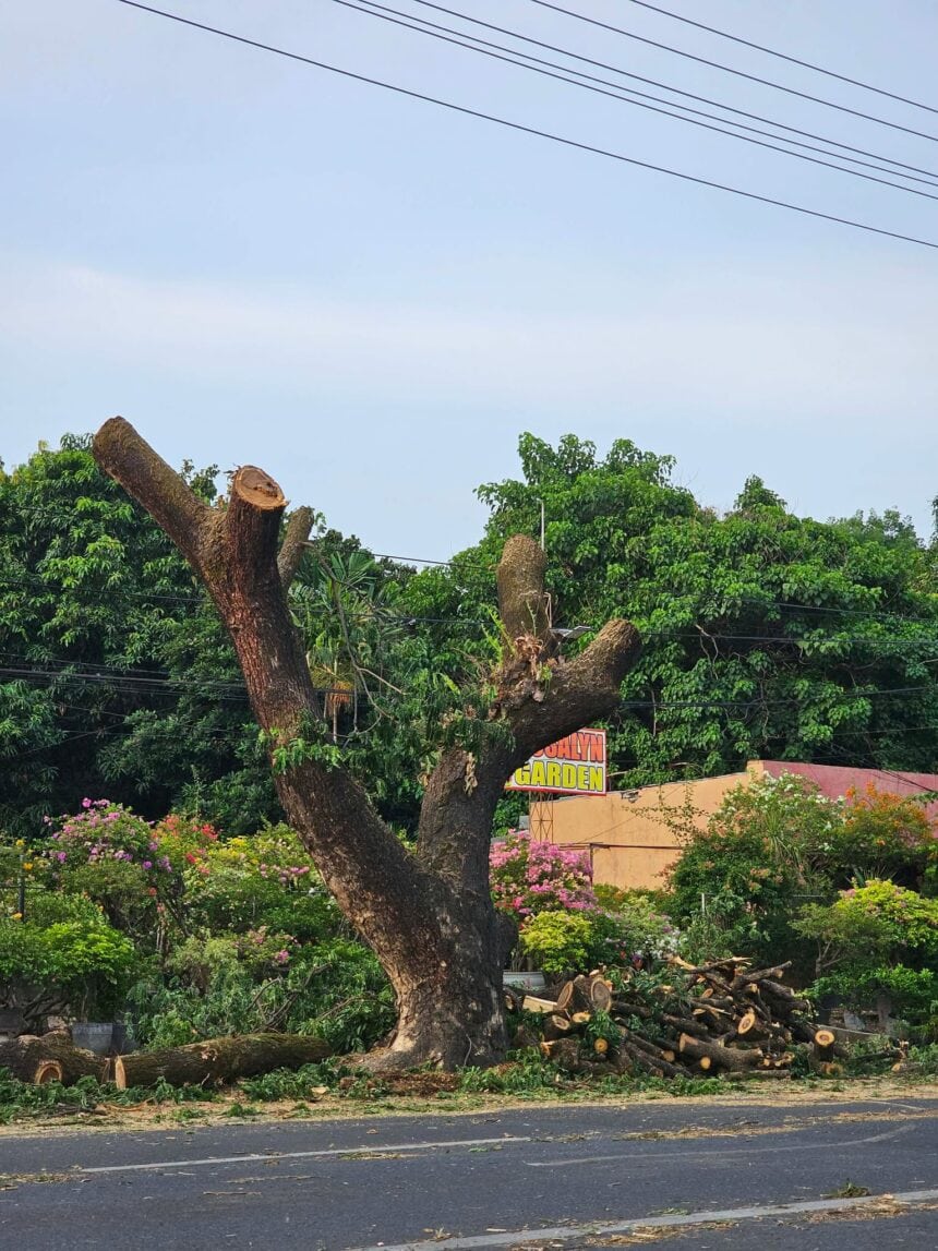 SAVE The TREES Coalition Calls for Review of Extensive Pruning Along Fil-Am Friendship Highway