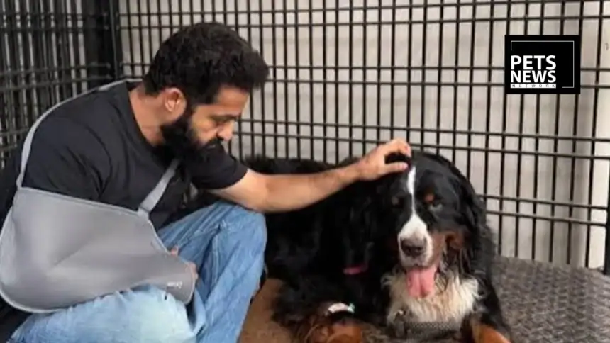 Jr NTR Mourns the Loss of Bagheera, His Beloved Bernese Mountain Dog