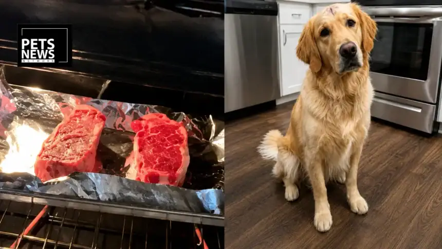 Texas Sports Writer's Viral Steak Dinner for His Cancer-Free Golden Retriever Wins the Internet