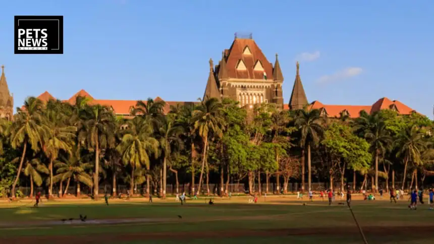 Bombay HC to Maharashtra: Go Aggressive on Dog Sterilisation to Fix Stray Crisis