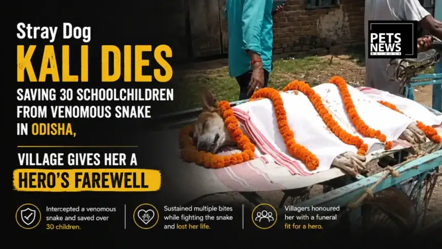 Stray Dog Kali Dies Saving 30 Schoolchildren From Venomous Snake in Odisha, Village Gives Her a Hero’s Farewell