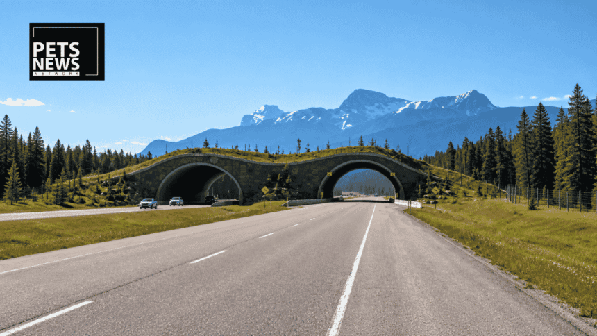 10,000 Crossings and Counting: Washington's I-90 Wildlife Bridge Is Quietly Saving an Ecosystem