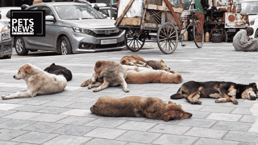 ₹1.48 Crore, 7 Years, and a Bite-Case Surge: What's Really Going Wrong With Srinagar's Dog Sterilisation Programme?