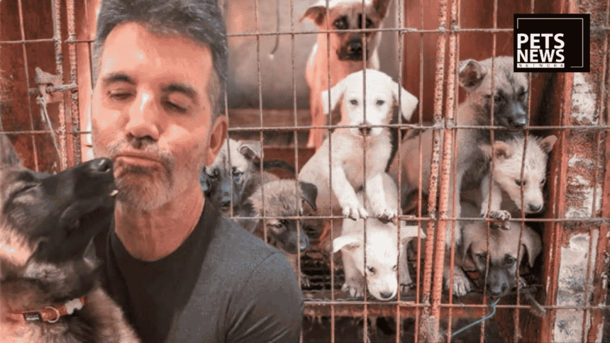 Simon Cowell Paid to Close One Dog Meat Farm. In 2027, a Law Will Close Them All.