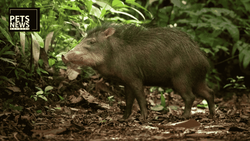 Costa Rica Asked 335 Villagers If an Animal Was Gone. Their Answer Started a Rewilding Project.