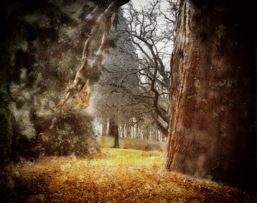 Autumn leaf litter in Wanaka Station Park. A redwood standing sentinel with a golden glow 