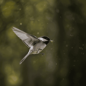 Small Insect Eating Bird