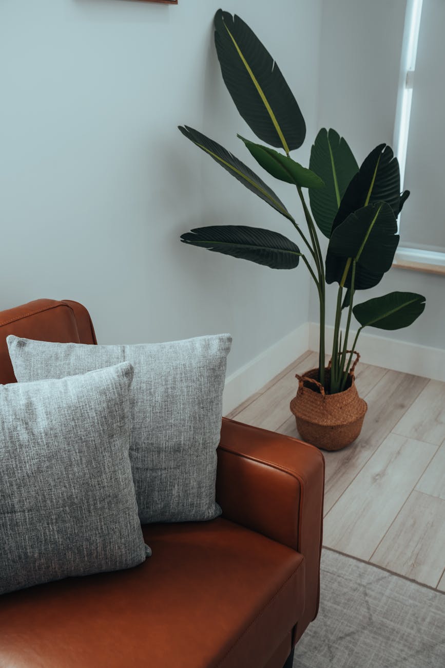 Plant and couch in office
