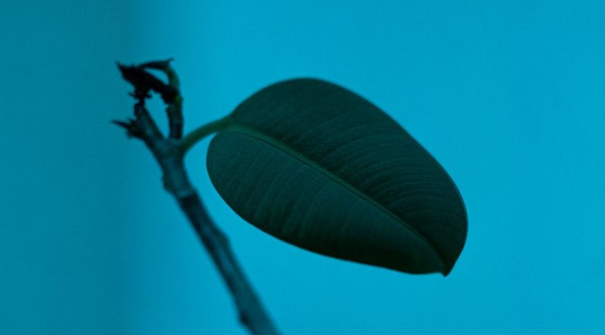 Nature’s Core Simplicity