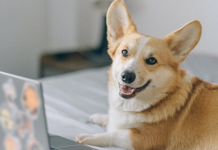 cute corgi in front of a laptop