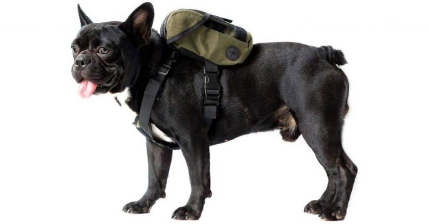 OneTigris Dog Backpack