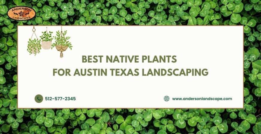 Best Native Plants for Austin Texas Landscaping