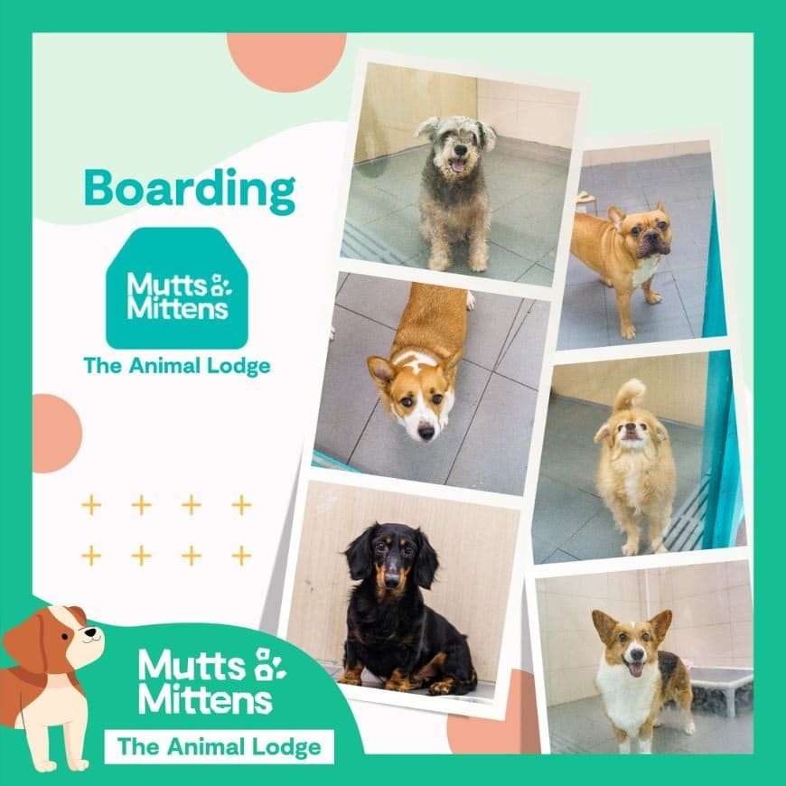 The Animal Lodge (Dogs)