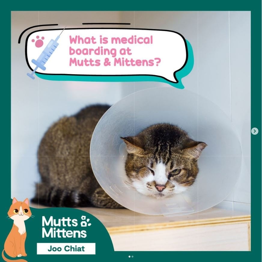 Mutts & Mittens Active Joo Chiat (Cats)