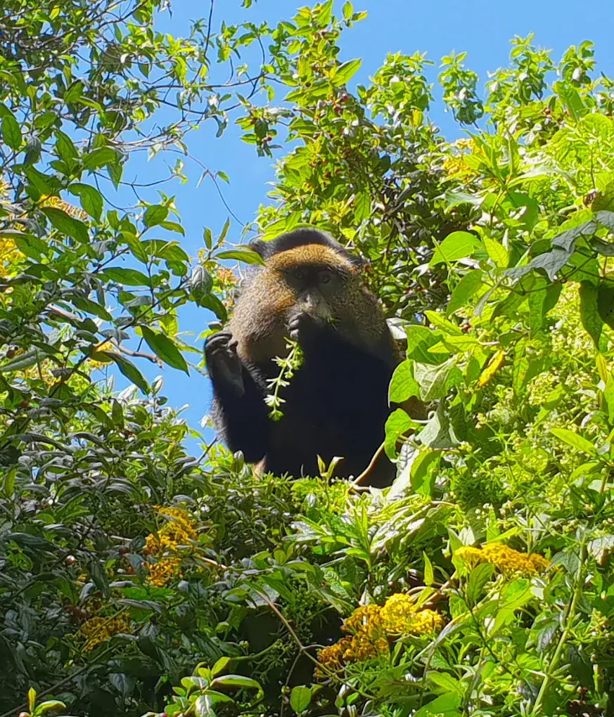 mgahinga national park