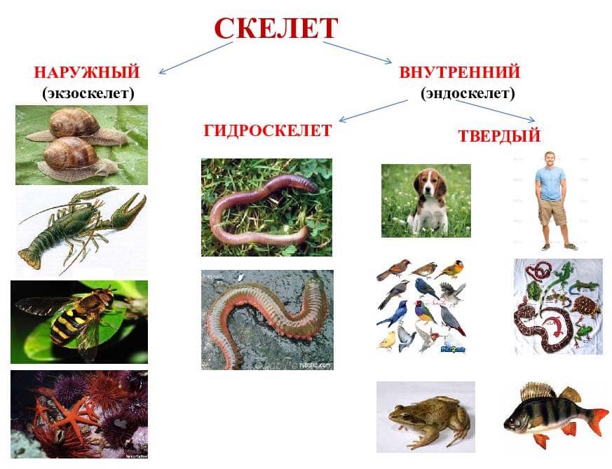 Типы скелета Типы скелета