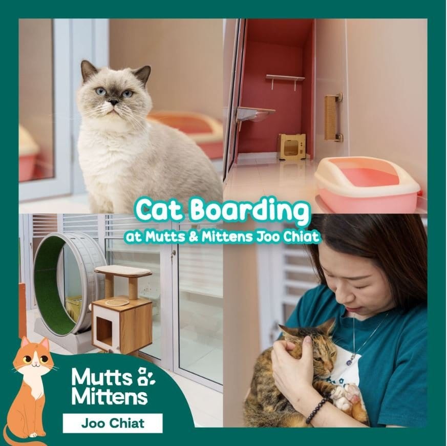 Mutts & Mittens Active Joo Chiat (Cats)2