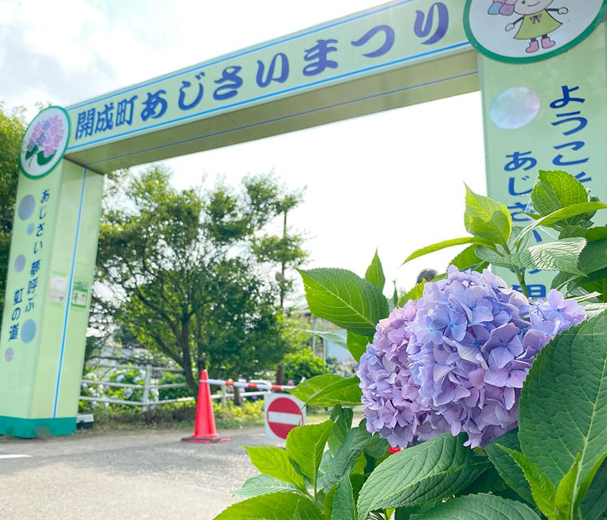 2023年 第36回 開成町あじさいまつりに行ってきました！ | アシガラッテ