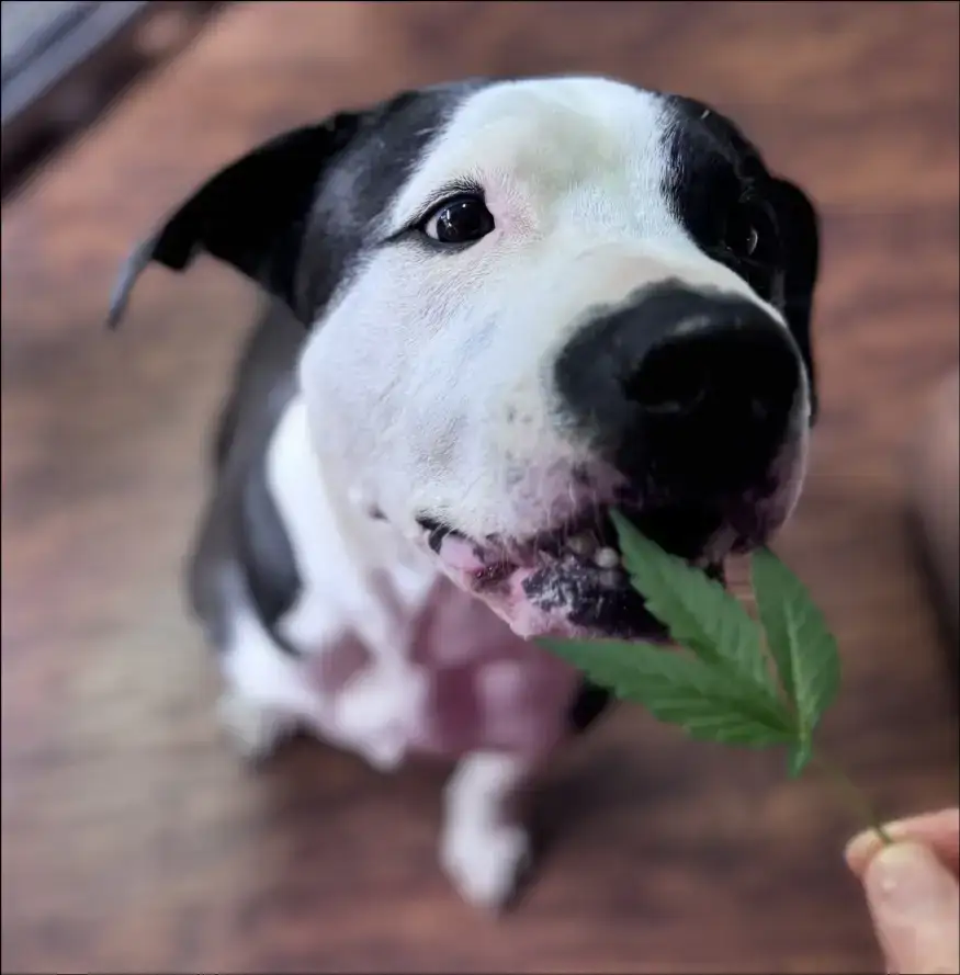 Ronin - our black and white dog sniffing a hemp leaf
