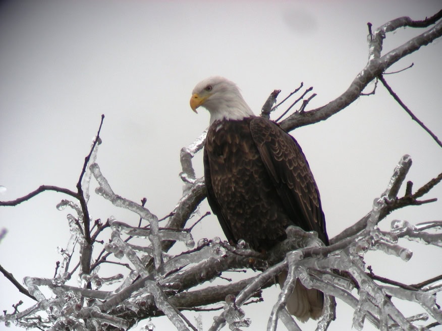 eagle on icy branch