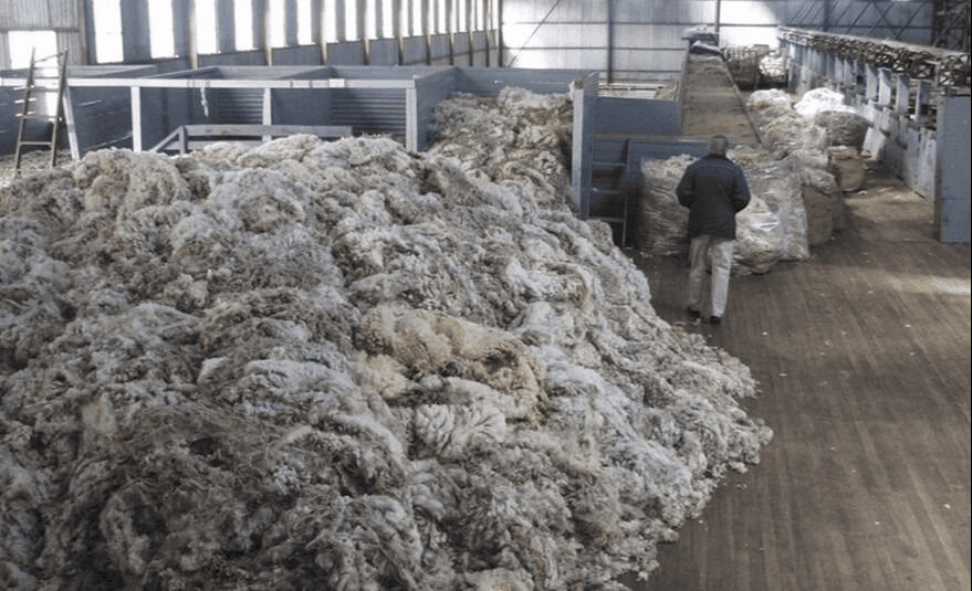 Crean nueva categoría que optimiza la exportación de lana sucia desde establecimientos rurales 1 image