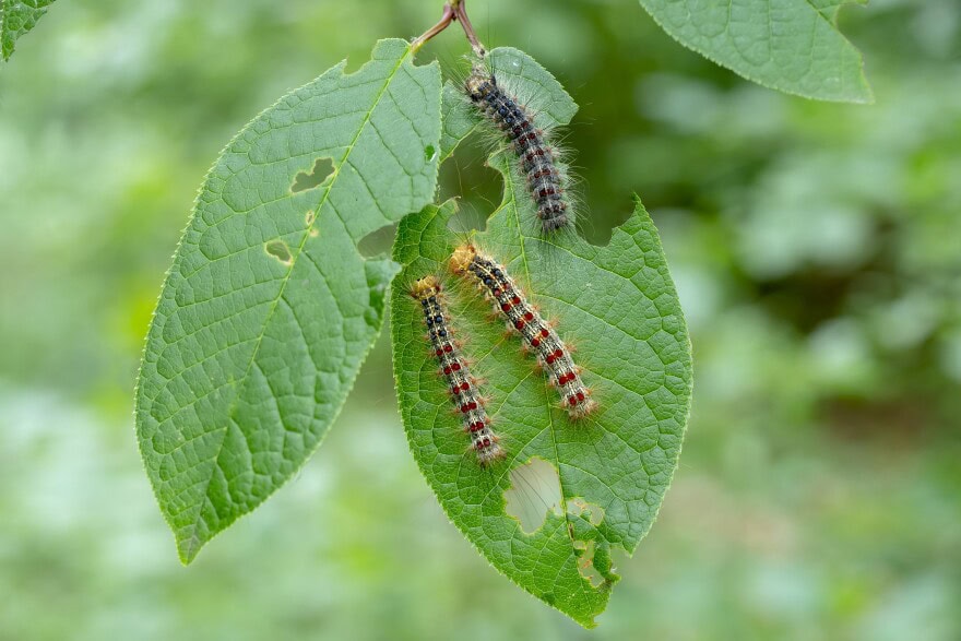 Caterpillars: Leaf-Eating Destroyers