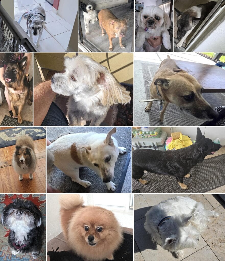 20 different dogs from different wind mitigation and 4-point inspections all in a single collage photo.