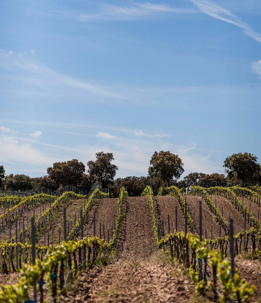Viñedo