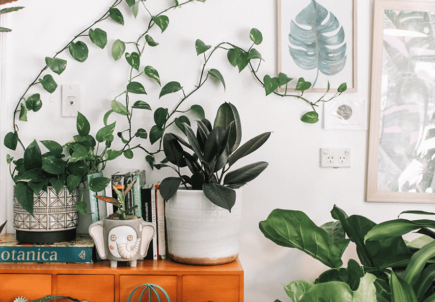 A living room shelve with plants sitting on it