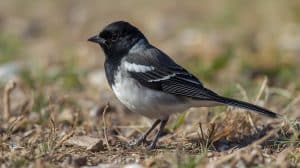 Black and white sparrow on ground Lark Bunting facts