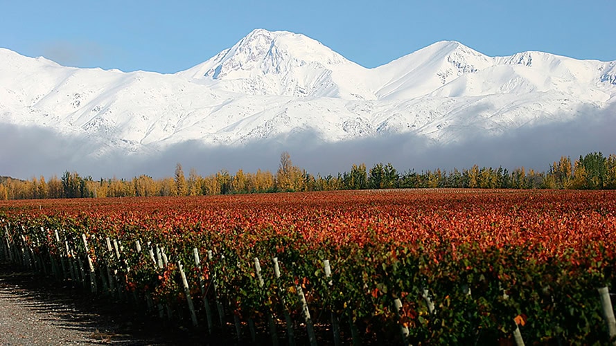 The new face of Argentinian white wines