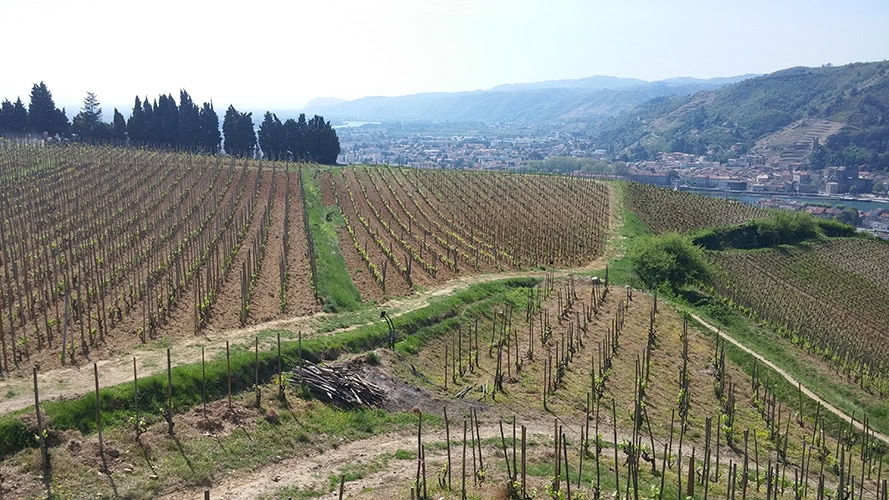Rhône Valley’s organic wine cult movement