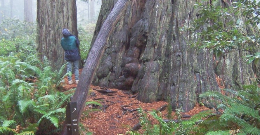 Redwood National Park