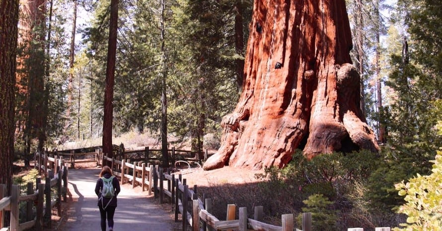 Sequoia & Kings Canyon for a Hiking Trip