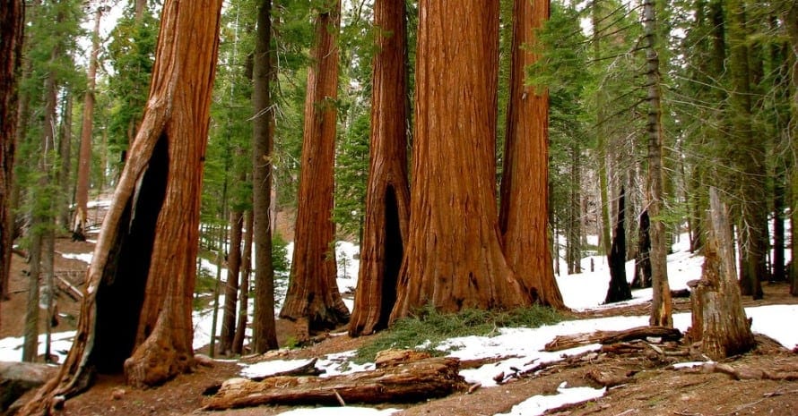 Sequoia & Kings Canyon