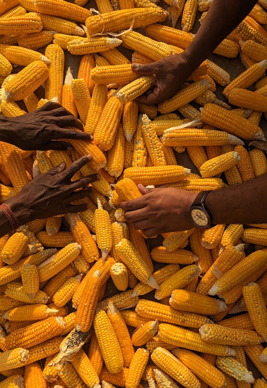 Farrm to table_Corn