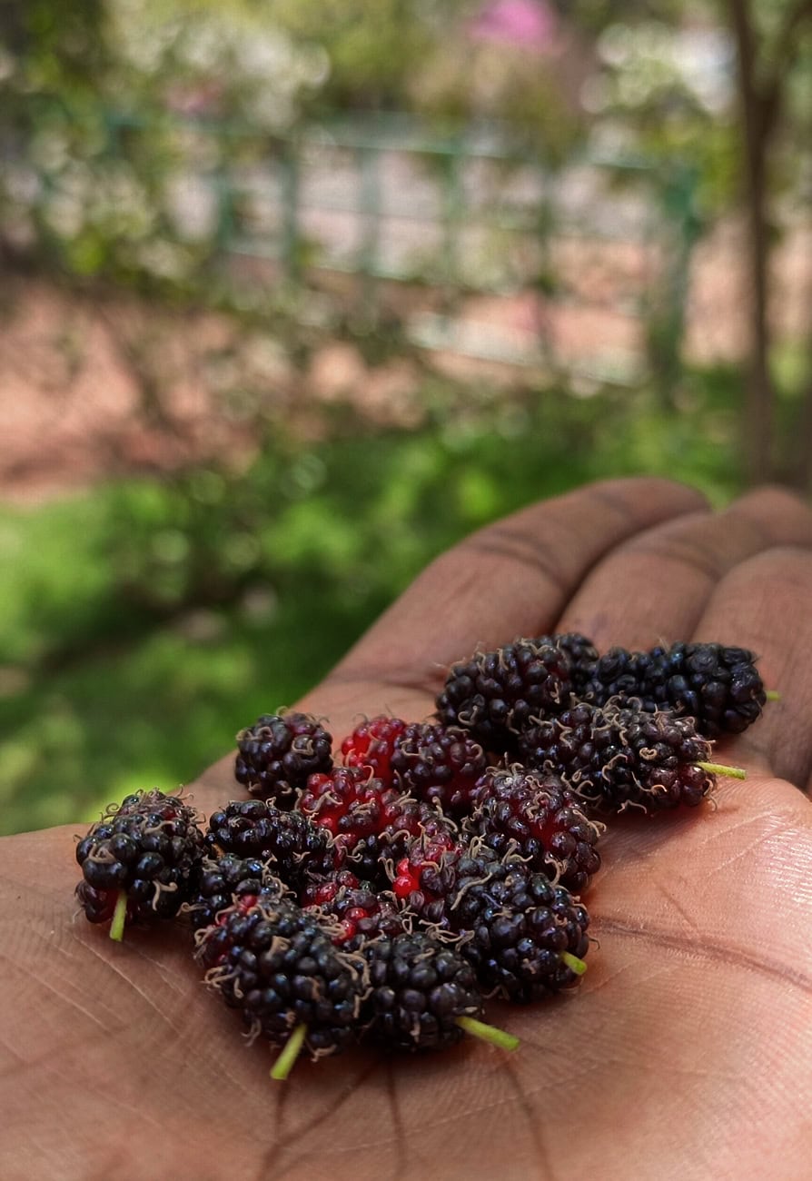 berries_894X1300