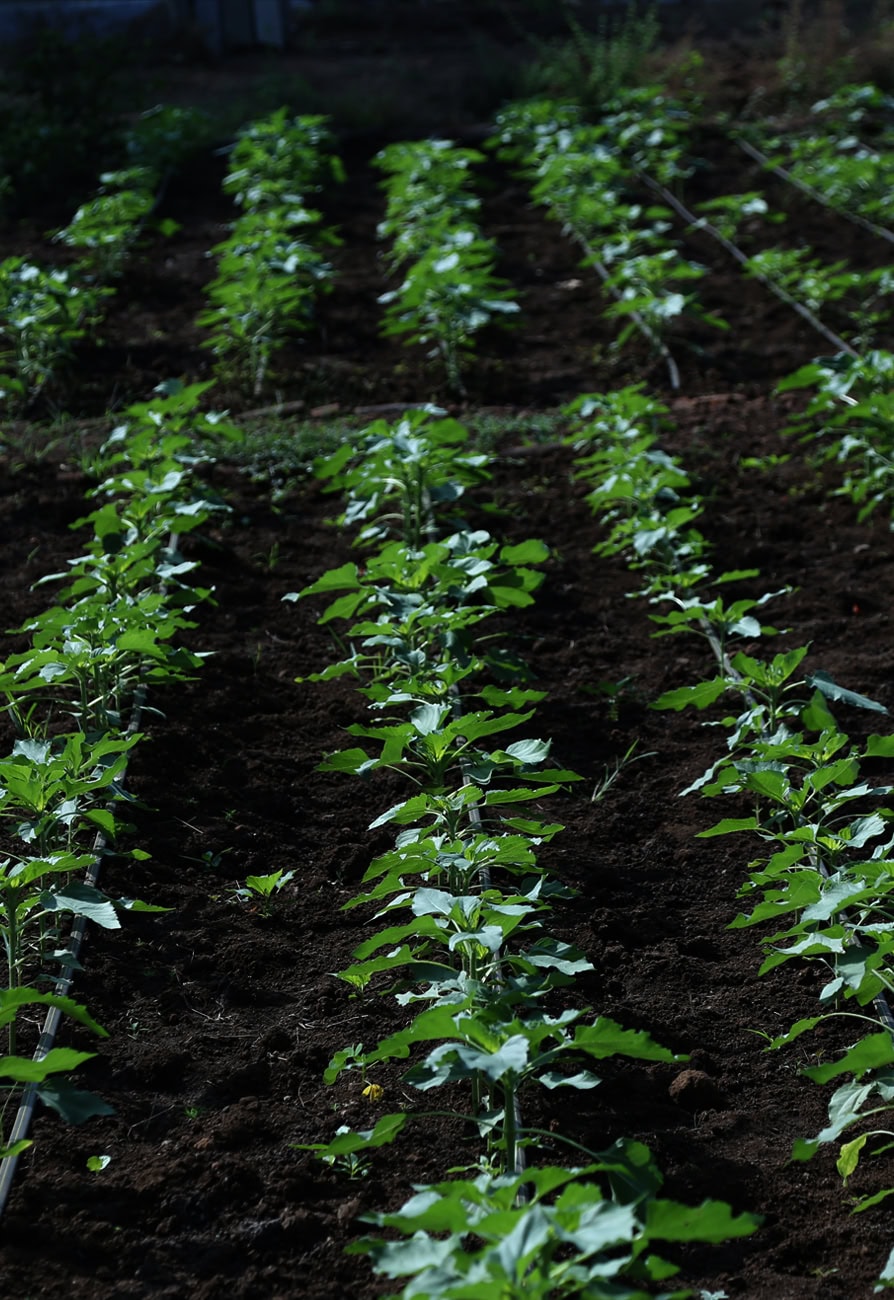 plantation_894X1300