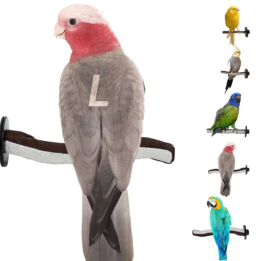 What Makes Manzanita Good for Bird Perches