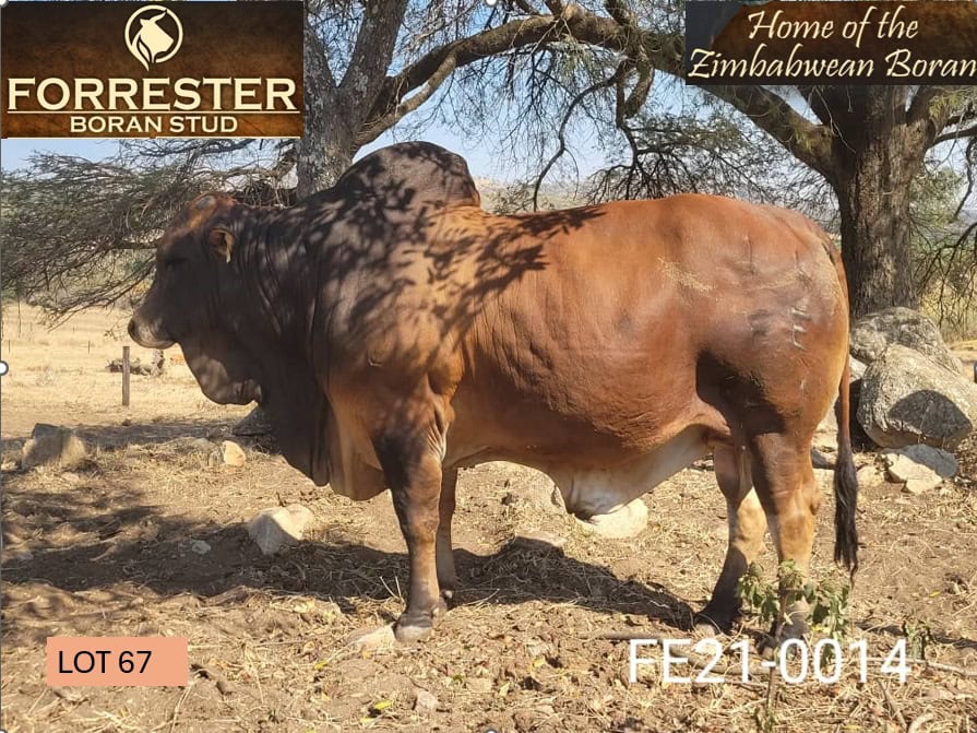 Lot 67