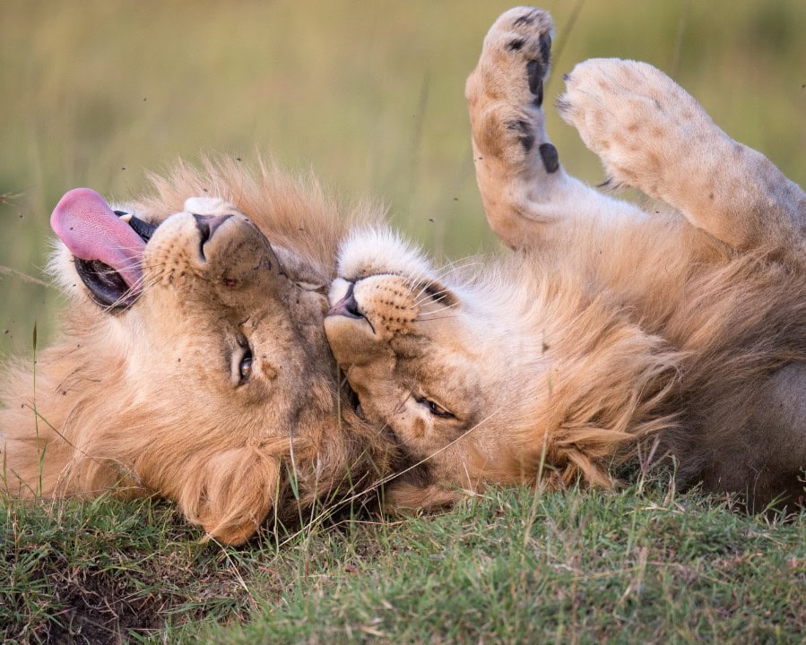 Best Activities in Ruhija Gorillas 