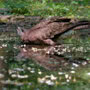 Short refreshing break (Common Buzzard)