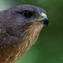 Piercing gaze of the beautiful Common Buzzard
