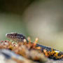 The inhabitant of the walls (Common Wall Lizard)