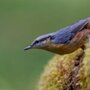 The tree-climbing acrobat (Eurasian Nuthatch)