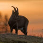 Golden light on a beautiful female Alpine Ibex